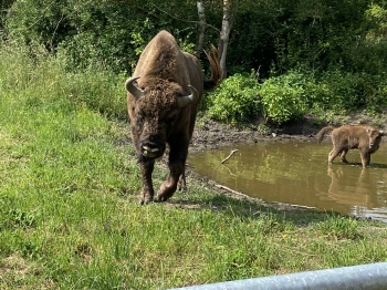 d1d34221-2e86-49ac-920d-c46c2eb2c185