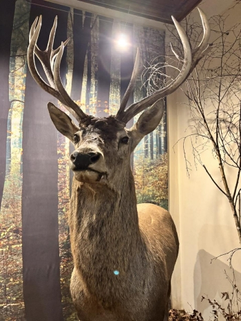 ce7834bd-92cb-4b2e-b993-6d83d9f45e34